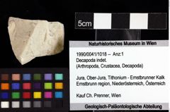 Foto (Objket + Etiketten) von Decapoda indet. 